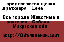 предлагаются щенки дратхаара › Цена ­ 20 000 - Все города Животные и растения » Собаки   . Иркутская обл.